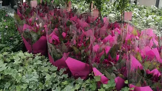 Plantagen цветочный магазин Финляндии, Самый большой, Шопинг, Цены!