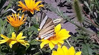 Великий гарний метелик 🦋 на руці😀 дитячий пізнавальний канал🇺🇦 big butterfly🇺🇦 комахи України