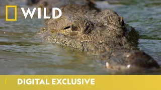 Hippos vs Crocodiles | Croctober | National Geographic Wild UK