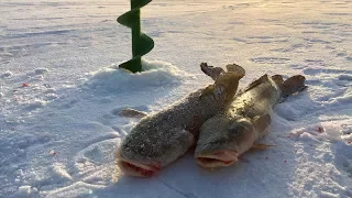 Налим на поставушку, на ерша / Обь / Ice Fishing from Siberia / Burbot