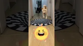 dogs funny reaction to illusion art