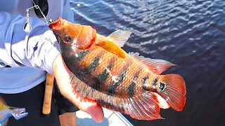Cichlids on BEETLE SPINS! Catch, Clean and Cook (Whole Fried Fish in 3 easy steps)