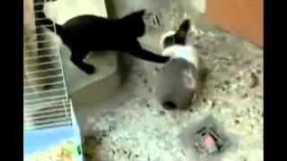 кот vs кролик