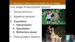 Chapter 12 Part A: Sex: Evolutionary, Hormonal, and Neural Bases