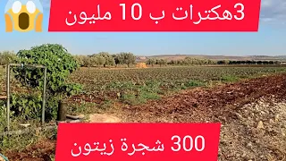 3 هكترات غير ب 10 مليون فيها 300 شجرة زيتون و جوج أبار لسقي