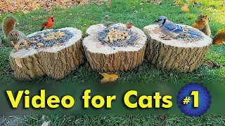 Birds and Squirrels Video for Cats to Watch | Video 1