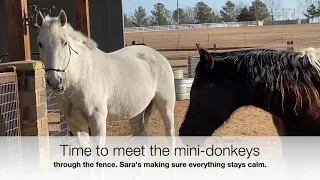 Two horses meet for the first time at Living Fulfilled Farms. Sara & Gandalf