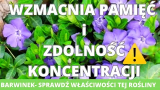 Wzmacnia pamięć i zdolność koncentracji. Barwinek- poznajmy jego właściwości.