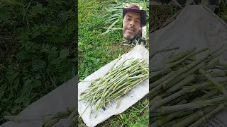 Pasto Maralfalfa Envios al Interior de la República Mexicana