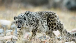 the snow leopard, the ghost of the mountain, and the world's 6th largest cat in the wild