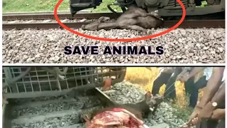 Train accident A super fast  train hit  an Animal 🥺 dangerous accident