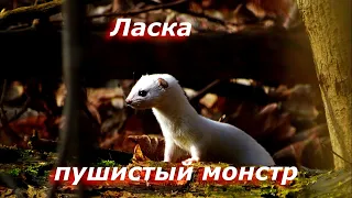 Ласка пушистый монстр / Загадка дыры.