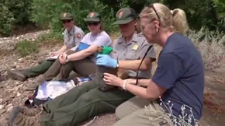 Saving a Rare Fox