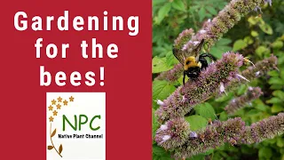 Pollinator Gardens: Gardening for the bees!