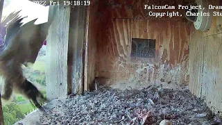 FalconCam Project~Jump outside Box ! SLOMO 0,2 Rubus is out of Control 😆 ~9:14 p.m. 2022/11/18