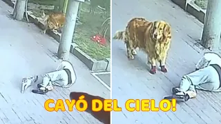 Gato cae del cielo, noquea a un anciano y luego se pelea con su perro con zapatos