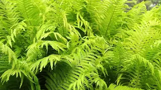 Green Ferns Stock Video