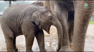 Can The Baby Elephants Yawn And Cough? - ElephantNews