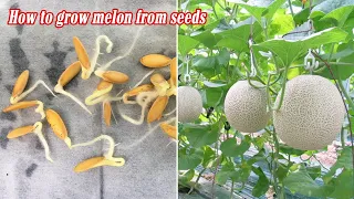 How to grow melon from seeds, sprouting after 3 days