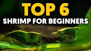 My Top 6 Easy-To-Keep Freshwater Shrimp For Your Planted Aquarium!