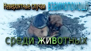 Невероятные случаи взаимопомощи среди животных. | Incredible cases of mutual aid among animals