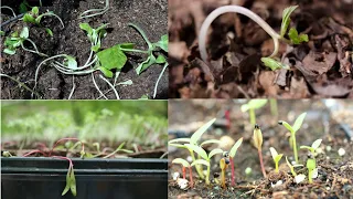 Are your seedlings dying ?? - Causes and Remedies