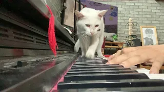 Man Serenades Cat with Sweet Song on Piano  || ViralHog