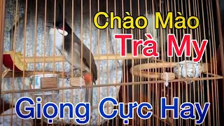 Chào mào Trà My giọng cực hay, luyện má trắng học giọng chào mào Trà My, chuẩn giọng Trà My