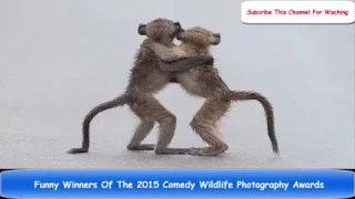 top Funny Winners Of The 2015 Comedy Wildlife Photography Awards