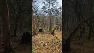 the quiet piece of the forest #nature #peace #forest #naturesounds #asmr #relaxing