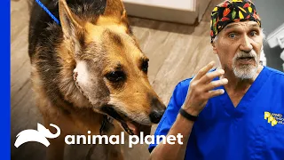 16 Year Old Dog Has Huge Tumor On Her Face | Dr. Jeff: Rocky Mountain Vet