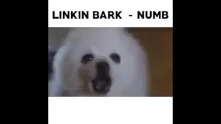 Dogs plays Linkin Park - Numb