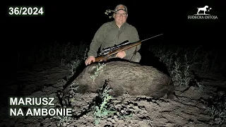 Mariusz na ambonie - Dzik Mariusza - SUDECKA OSTOJA 36/2024 wildboar hunting