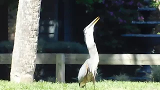 great blue heron eats a big large mouth bass..Scott great animals backyard