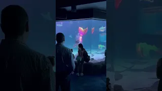 Mermaid blows bubble kisses during aquarium show #mermaid