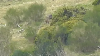 Lobo 🐺 Alfa Marcando Territorio (Alfa Wolf Marking its Territory) naturalmente lobo