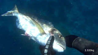 XL Orata (Gilthead Seabream) in Aegean Sea. Çipura İrsof avı