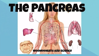 Pancreas function and location