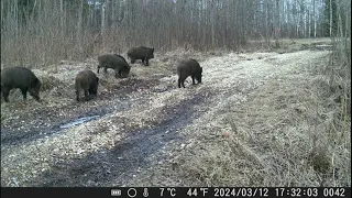 2024 gada marts Latvijas dabā (2024.03 in nature of Latvija) Meža kameras (trail camera)