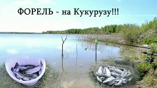 Рыбалка в Раково - ловим Форель на кукурузу!