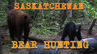 Black Bear Hunting// The Dirt Road Outdoors TV crew's in Saskatchewan at Blueberry Hill Outfitter's