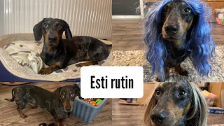 A kutyám esti rutinja..#merlinkalandok