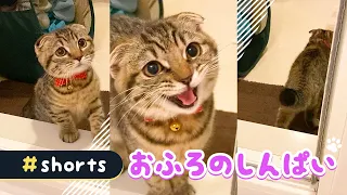 飼い主がお風呂に入っているのが心配で猫が鳴いちゃいました#Shorts