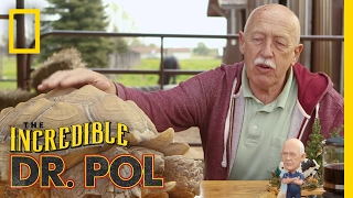 It's Time For Turtles - Season 4, Episode 7 | Coffee Break with Dr. Pol