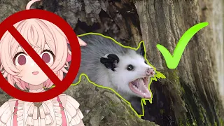 the streamer was replaced with an opossum