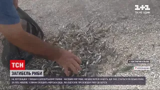 Новини України: у Херсонській області у лимані риба масово повикидалася на берег