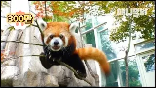 Watch How The Zoo Animals Amazingly Cope With The Summer Heat