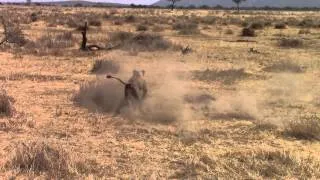 Serengeti Safari: Lions hunting a small dik dik