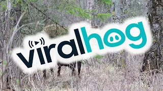 Mother Moose Defends Her Calves || ViralHog