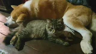 Бодрый котенок мешает спать собаке. Акита и котенок.